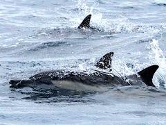 (Common Dolphin) swimming