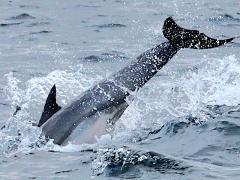 (Common Dolphin) tail