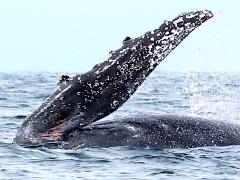 (Humpback Whale) flipper