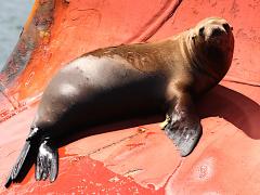 (California Sea Lion) female basking