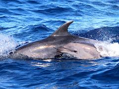 (Common Bottlenose Dolphin) calf