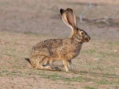 (Black-tailed Jackrabbit) profile