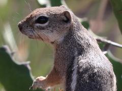 (Harris's Antelope Squirrel) standing