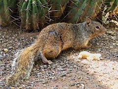 (Rock Squirrel) crawling