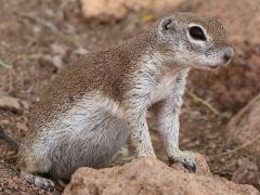 (Round-tailed Ground Squirrel) resting