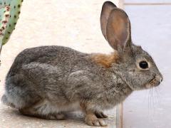 (Desert Cottontail) crouches