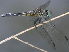 (Blue Dasher) female Olivia