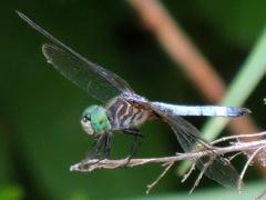 (Blue Dasher) male Nick