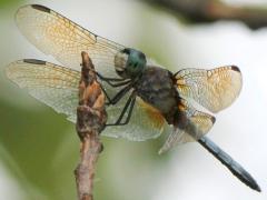 (Blue Dasher) male Olivia