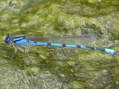 (Familiar Bluet) male