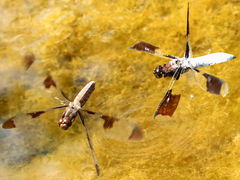 (Common Whitetail) male chasing female