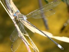 (Great Spreadwing) male