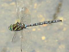 (Shadow Darner) male flying