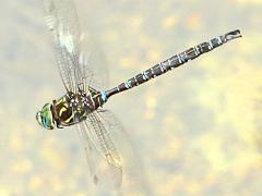 (Shadow Darner) male flying dorsal