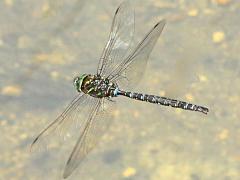 (Shadow Darner) male flying posterior