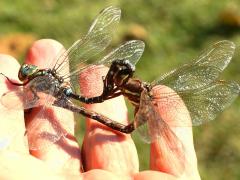 (Shadow Darner) mating wheel