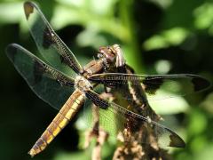 (Twelve-spotted Skimmer) female