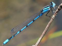 (Familiar Bluet) male