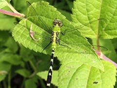 (Eastern Pondhawk) female dorsal