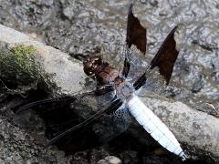 (Common Whitetail) male pruinose