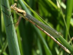 (Spreadwing Damselfly) lateral