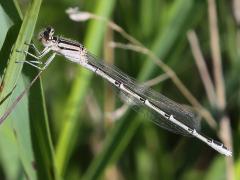 (Familiar Bluet) female