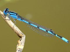 (Familiar Bluet) male