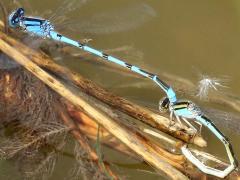 (Familiar Bluet) ovipositing