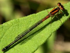 (Eastern Forktail) female teneral