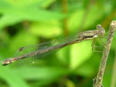 (Emerald Spreadwing) female lateral