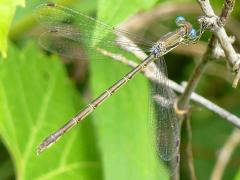 (Sweetflag Spreadwing) female