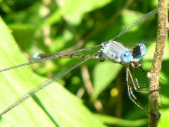 (Lyre-Tipped Spreadwing) male