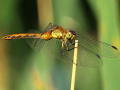 (Ruby Meadowhawk) female