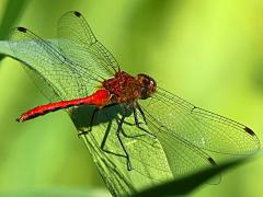 (Ruby Meadowhawk) male