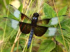 (Widow Skimmer) male