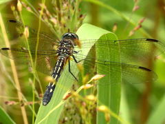 (Blue Dasher) female