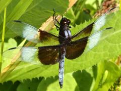 (Widow Skimmer) male dorsal