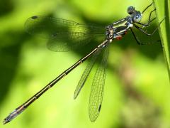 (Emerald Spreadwing) male