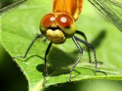 (White-faced Meadowhawk) male head