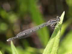 (Tule Bluet) female