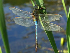 (Common Green Darner) male