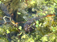 (Orange Bluet) laying