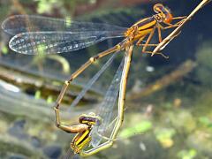 (Orange Bluet) mating wheel