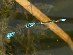 (Slender Bluet) flying tandem front