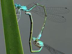 (Slender Bluet) mating wheel