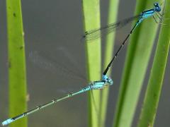 (Slender Bluet) tandem