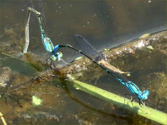 (Skimming Bluet) ovipositing