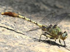 (Jade Clubtail) male lateral