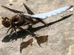 (Common Whitetail) male pruinose