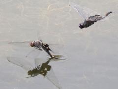 (Black Saddlebags) hover guard ovipositing